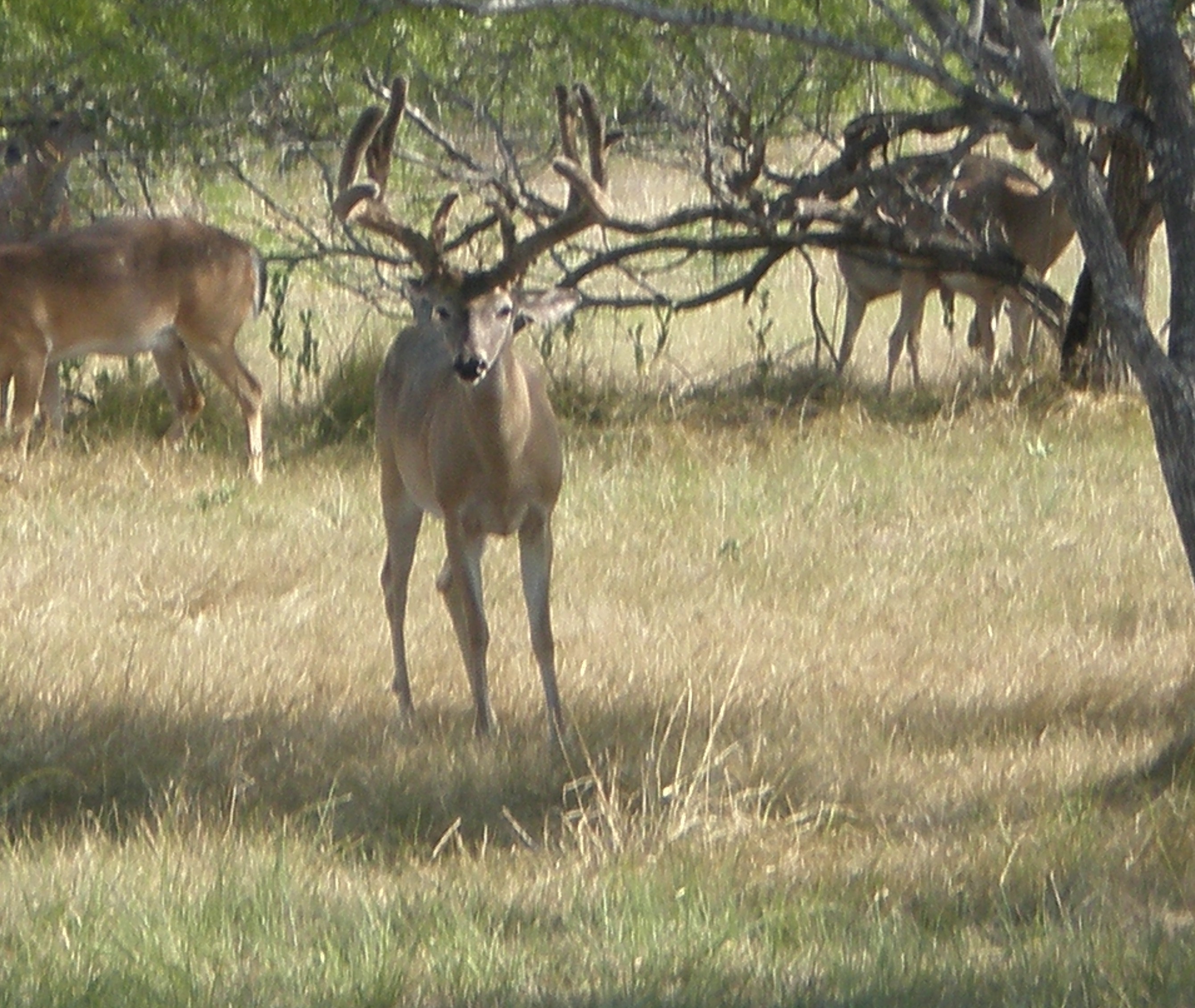 shooter-bucks-2-5-star-outfitters-texas-whitetail-hunts